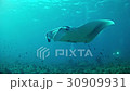 Diving in Maldives - Manta ray 30909931