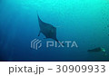 Diving in Maldives - Manta ray 30909933