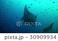 Diving in Maldives - Manta ray 30909934
