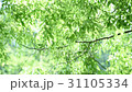 新鮮的綠色在風中搖晃 新鮮的綠色在風中搖晃 31105334