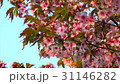 北海道　根室公園　千島桜 31146282