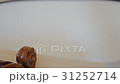 old violin 31252714