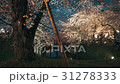 弘前城桜まつり_2017 31278333