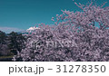 弘前城桜まつり_2017 31278350