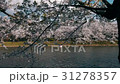弘前城桜まつり_2017 31278357