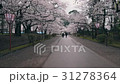 弘前城桜まつり_2017 31278364