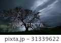 櫻桃樹 31339622