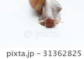 Giant snail Achatina 31362825