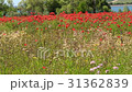 Travel tent stands on blooming spring poppy field. 31362839