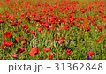Beautiful blooming summer field with poppy flowers 31362848