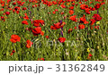 Beautiful blooming summer mountain poppy field 31362849