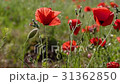 Beautiful blooming summer sunny poppy field 31362850