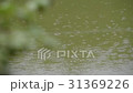 雨 31369226