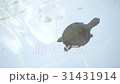 turtle swim in a pool of animal hospital 31431914