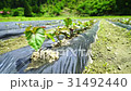 田舎 自然の風景 31492440