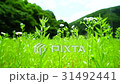田舎 自然の風景 31492441