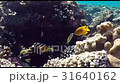 red sea underwater coral reef 31640162
