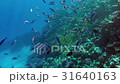 red sea underwater coral reef 31640163