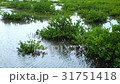 Mangrove, Florida, Usa, America 31751418