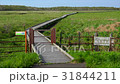 北海道　根室　北方原生花園 31844211