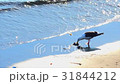 北海道　根室　納沙布岬のカモメ 31844212