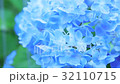 Rain hydrangea 32110715