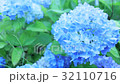 Rain hydrangea 2 32110716