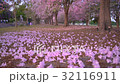 Pink flower (Tabebuia rosea) fall from the tree. 32116911