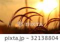 Grass flower in sunset 32138804