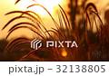 Grass flower in sunset 32138805