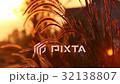 Grass flower in sunset 32138807