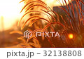 Grass flower in sunset 32138808