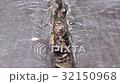 An upholsterer bee carrying a leaf to the nest 32150968