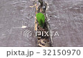 An upholsterer bee carrying a leaf to the nest 32150970