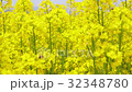 Rape flower field where bees dance 32348780