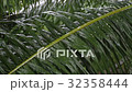 palm leaf in the rain 32358444
