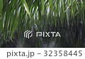 rainwater dripping from the leaves of trees 32358445