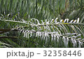 palm leaf in the rain which sound 32358446