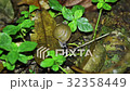 snail crawling on a dry sheet 32358449