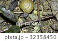 snail crawls 32358450