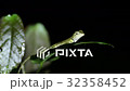 Oriental garden lizard Calotes versicolor on sheet 32358452