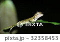 Oriental garden lizard Calotes versicolor at night 32358453