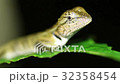 Oriental garden lizard Calotes versicolor nights 32358454