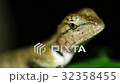 Oriental garden lizard Calotes versicolor close up 32358455