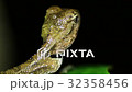 Oriental garden lizard Calotes versicolor nights 32358456