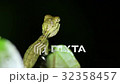 Oriental garden lizard Calotes versicolor nights 32358457