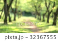 並木道 32367555