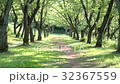 並木道 32367559