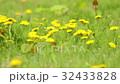 Dandelions standing in the wind 32433828