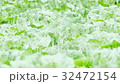 Cabbage field and straw mats 32472154